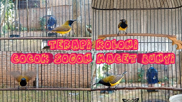 TERAPI SOGON KOLONI MERANGSANG SOGON MACET BUNYI LANGSUNG RESPON    #sogon #sogokontong #terapisogon
