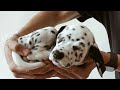 Милые Далматины "Сборник  видео 2020" Cute Dalmatians "Video Compilation 2020"