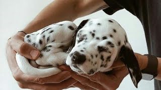 Милые Далматины &quot;Сборник  видео 2020&quot; Cute Dalmatians &quot;Video Compilation 2020&quot;