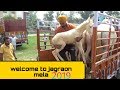 आने लगे जगराओ मेले में जानवर || jagraon mela 2019||ਜਗਰਾਉਂ ਮੇਲਾ 2019||