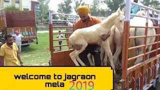 आने लगे जगराओ मेले में जानवर || jagraon mela 2019||ਜਗਰਾਉਂ ਮੇਲਾ 2019||