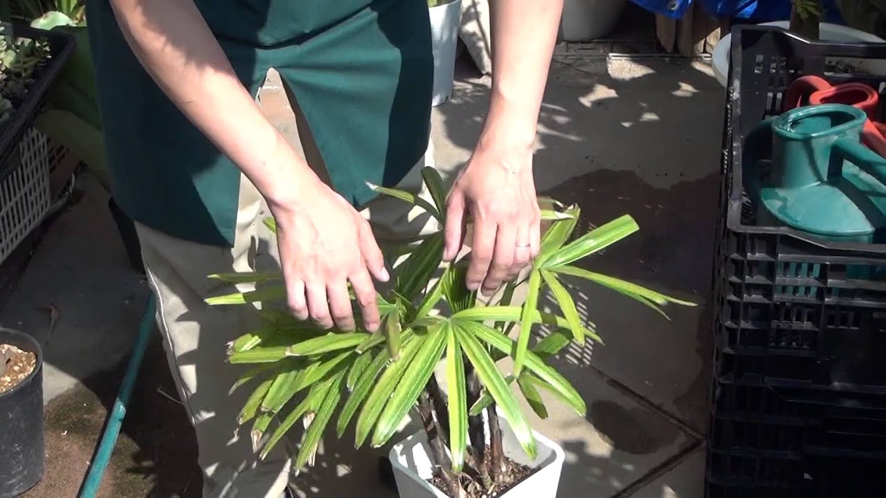 斑入り観音竹の置き場所 経過報告 その6 - YouTube