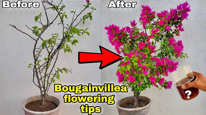 Use this fertilizer for 900% more flowering || Bougainvillea flowering tips - DayDayNews