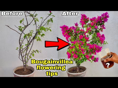Use this fertilizer for 900% more flowering || Bougainvillea flowering tips