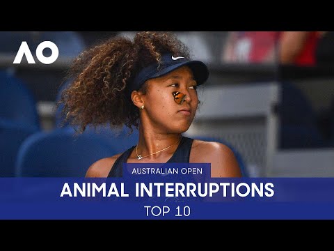 Top 10 Animal Interruptions Ever! | Australian Open