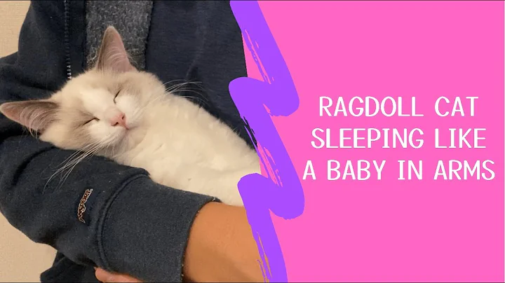 Watch the video about Ragdoll kitten sleeping like a human baby in arms【Marshmallow’s Diary, Ragdoll cat】
