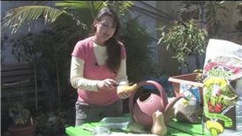 Vegetable Gardening : How to Save Squash Seeds