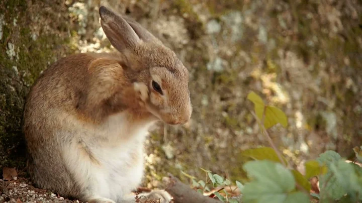 Matter Cycles and Energy Flows Reading Page 20