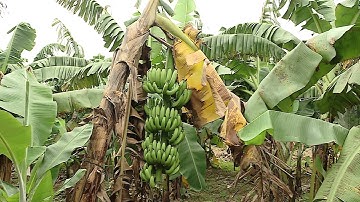 NÔNG DÂN TRỒNG CHUỐI LO LẮNG VÌ BỆNH HÉO RŨ VÀNG LÁ