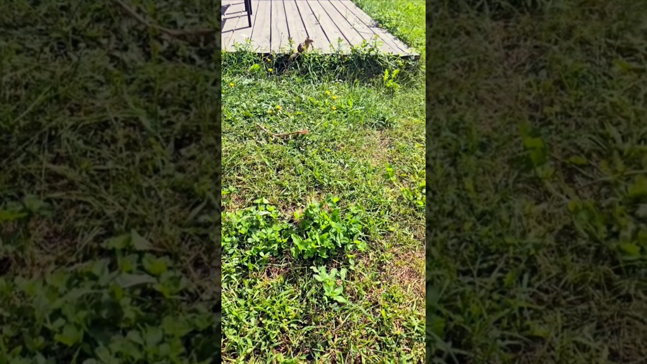 Подожди, подожди, подожди, овраг, овраг, овраг 🥰