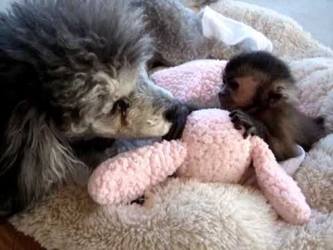 baby monkey Nala gets a puppy bath