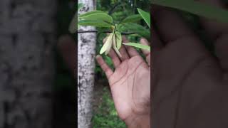 custard apple | sarifa fal