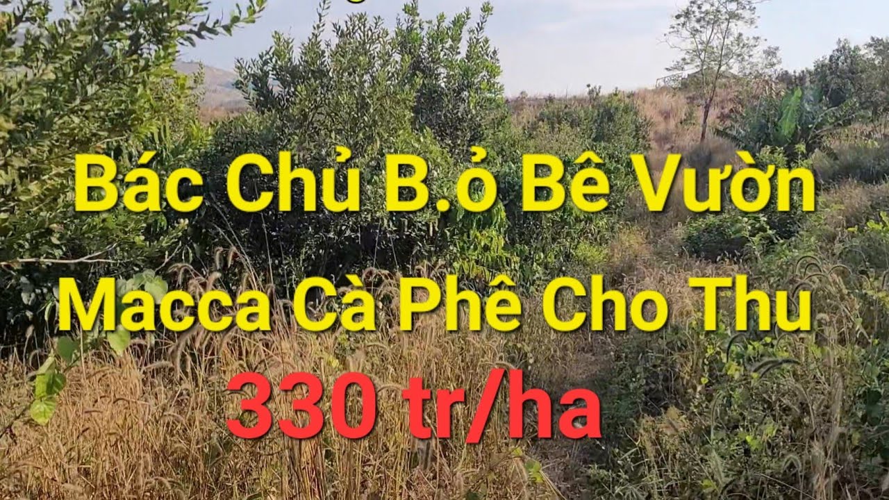 (Số 35)Chỉ Với 330tr/ha Sở Hữu Vườn Macca,Cà Phê Cho Thu Có Suối Lớn Bao Quanh Vườn