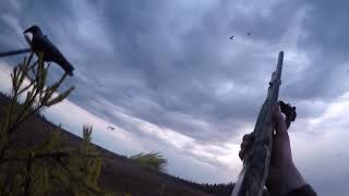 Охота на гуся весна 2020  3 часть. Goose hunting spring 2020.3 part.
