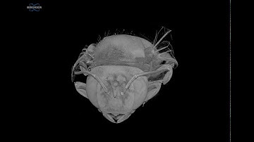 X-ray Microscopic Imaging of Carpenter Bee (Xylocopa Virginica)