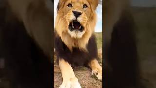 🦁 Brave Hunter Faces a Roaring Lion in the Wild! 😱🔥#lion#african#africanvillage