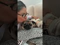 Pure love #parati  #pug #creatorcontent #pugshortvideo