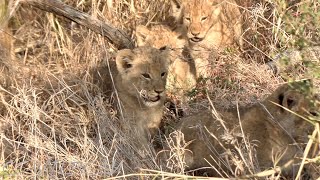 Three More Lion Cubs Discovered! The Mayanbula's Now an Incredible 26 Lions Ep 110