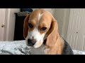 How my beagle wakes me up の動画、YouTube動画。