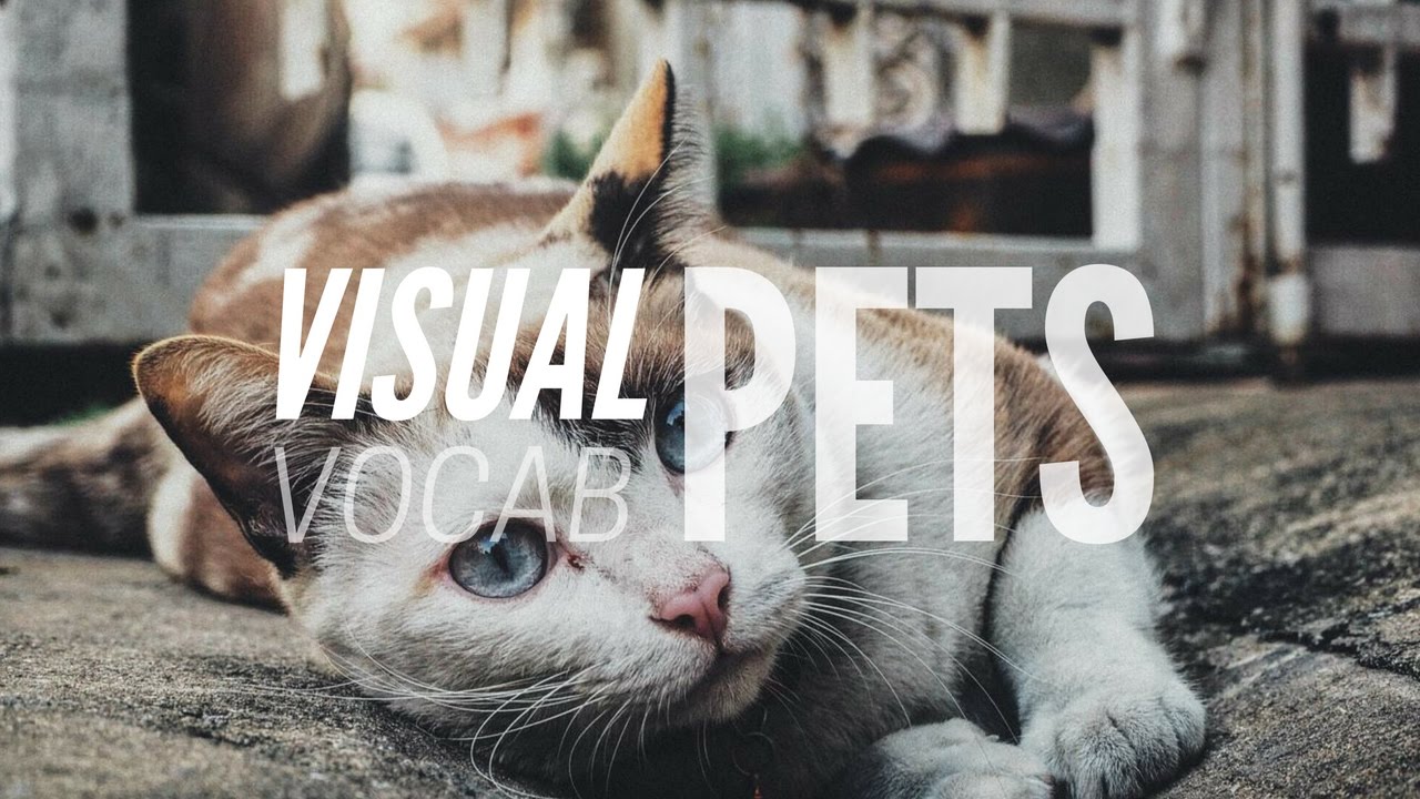 Learn English Vocabulary | Pets - YouTube