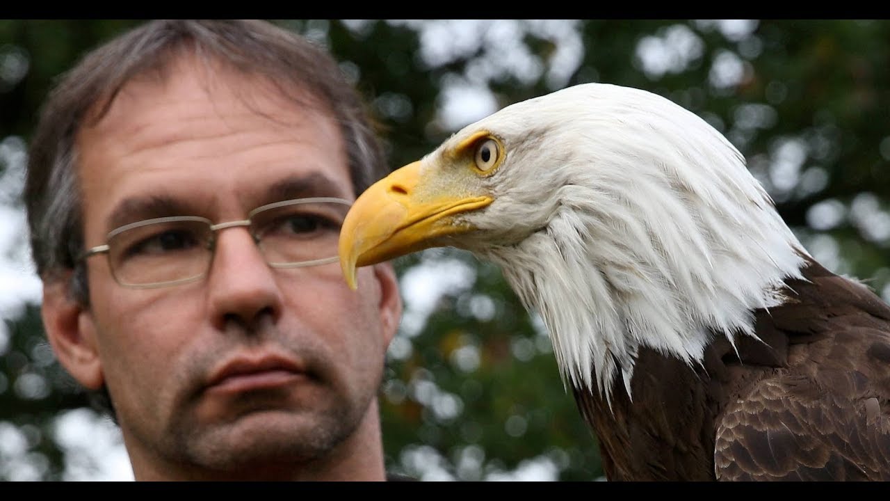 Tierpark Sababurg Weisskopfseeadler Baby Ist Wieder Da Youtube