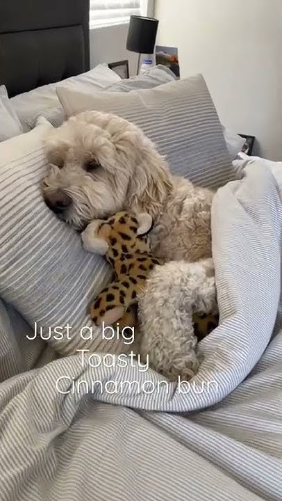 i-think-my-dog-is-part-human-goldendoodle-dogs-cutestdogs-youtube