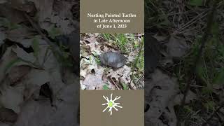 Nesting Turtles in Late Spring