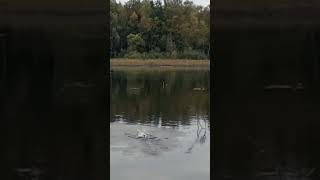ловля плотвы осенью #рыбалка #поплавок #поклевка #асмр #asmr #клев #fishing #плотва #лещ