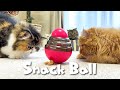 猫たちにゴロゴロ転がるおやつボールを渡してみました。 [字幕あり]