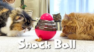 猫たちにゴロゴロ転がるおやつボールを渡してみました。 [字幕あり]