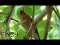 The finch sings in windy weather. Swaying on the branches | Nature world