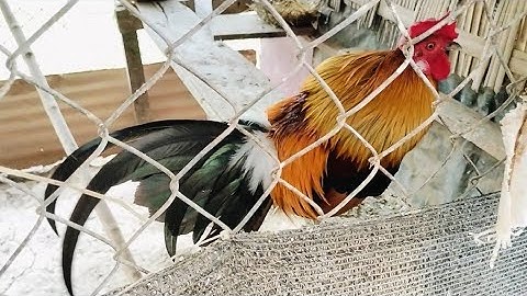 Tsis muaj chaw yug qaib lawm yog leej twg xav tau kv tus laus daj no mus cais poj ces hu kv nawb