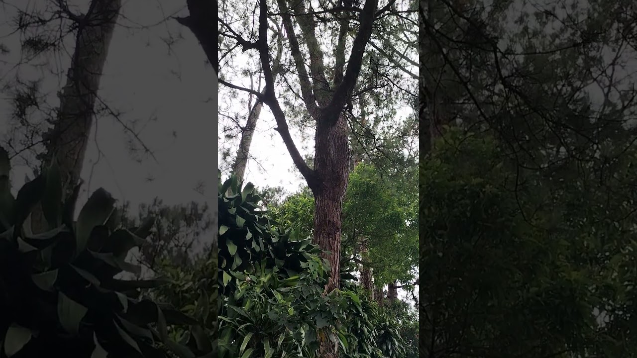 WHAT TREE IS THIS?