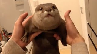 カワウソさくらのいたずらしているところバレちゃった集！ A collection of otter Sakura's pranks that got caught!