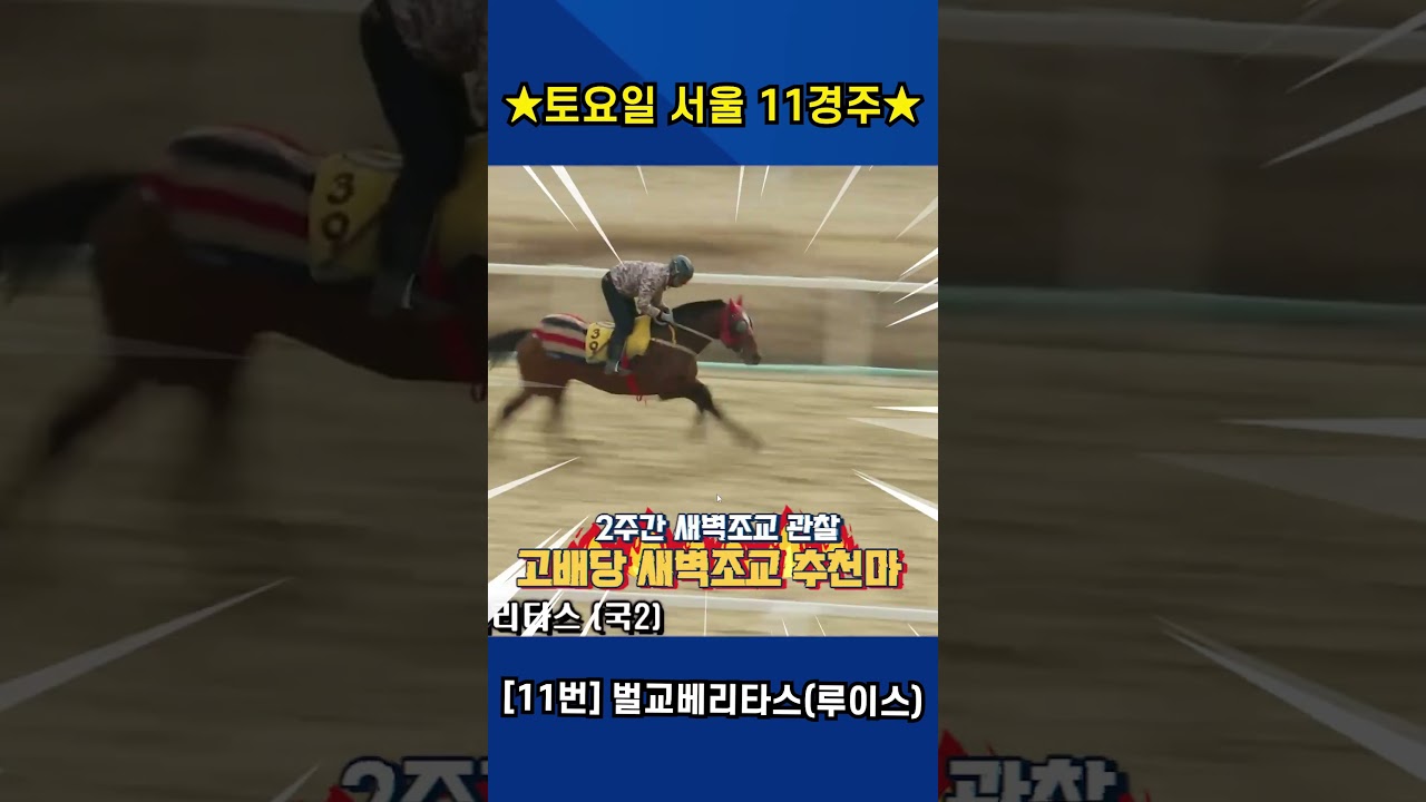 1월31일 토요일 서울 11경주!! 2주간 훈련변화 보인 강백호의 새벽조교 쏘스마!!#강백호경마 #shorts
