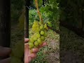 виноград японської селекції Голд Фінгер