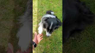 Border Collie cuddle time ❤️ #shorts #dog #petlover