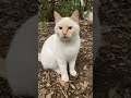 野良猫で白猫は少ないらしい
