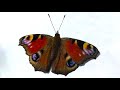 Aglais Io  - The European Peacock Butterfly