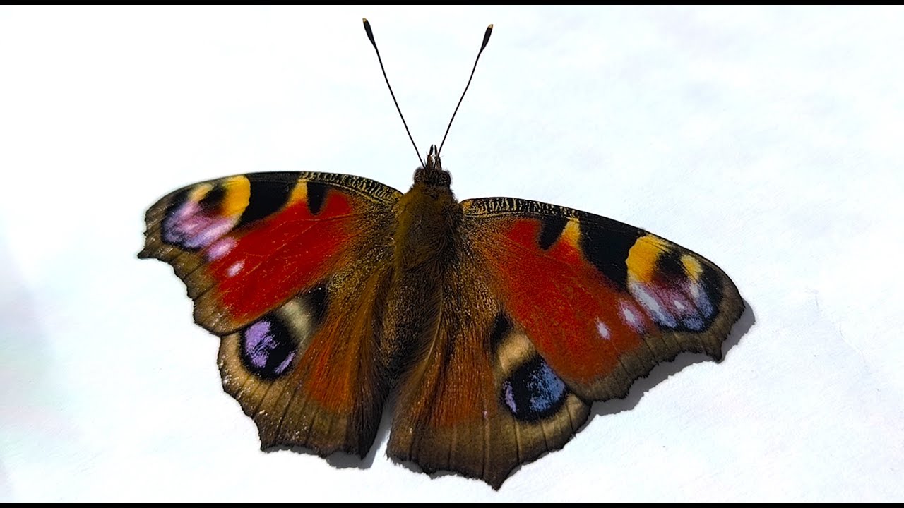 Aglais Io  - The European Peacock Butterfly