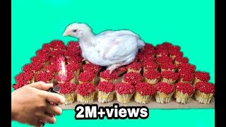 EXPERIMENT: Match Vs Hen | 5000 matches vs hen
