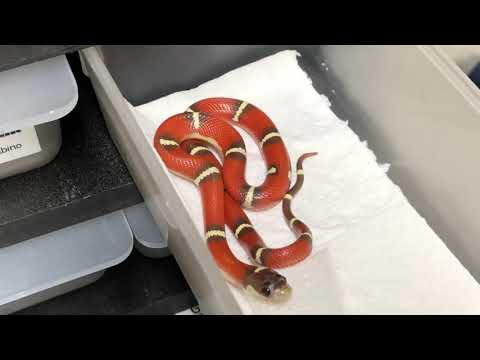 Vidéo: Milksnake Reptile Race Hypoallergénique, Santé Et Durée De Vie