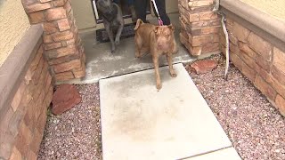 Caught on Camera: UPS Driver Chased by Dogs