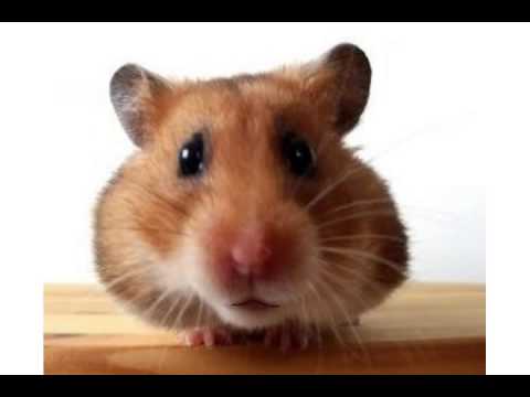 funny-valentine's-video---waddles-the-hamster