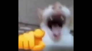 cat points and laughs meme
