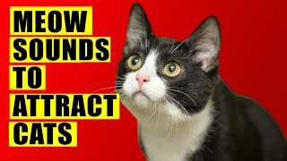Meows to ATTRACT Cats (Meow Sounds to Attract Cats). Kittens Meowing Sounds Loud.