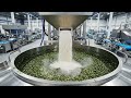 Technology- High-tech banana leaf process
