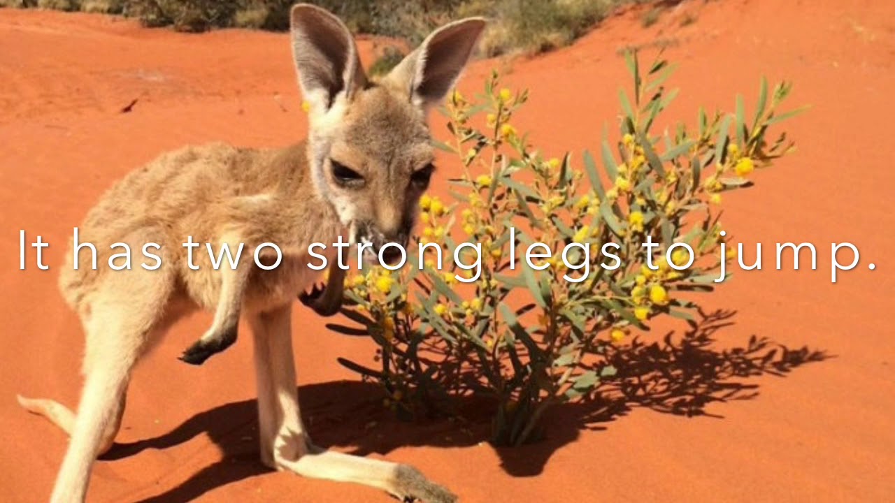 животные пустынь и полупустынь австралии. антилопы калахари. животные пустынь и полупустынь австралии. растительный и животный мир пустынь и полупустынь австралии. животные пустынь и полупустынь австралии.