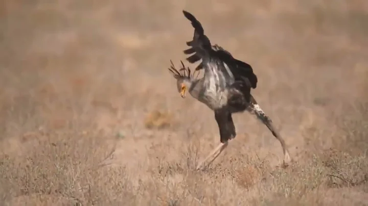 Secretary Bird. Graceful SNAKE KILLER! African Bird of Prey vs. Snake!