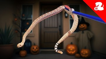Why Am I Still Seeing Rattlesnakes in the Fall?